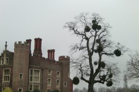 Mistletoe_at_Hampton_Court_Palace