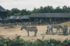 africa-animals-zoo-zebras