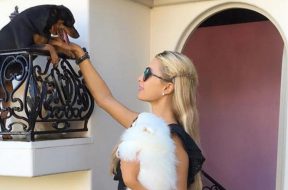 2017-03-29 15_42_54-Paris Hilton's Pets (@hiltonpets) • Instagram photos and videos