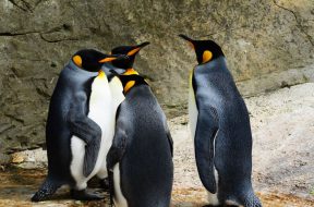 2017-04-24 14_46_29-king-penguin-penguins-group-of-penguins-bird-53970.jpeg ‎- Photos