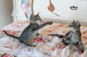 tabby-kittens-on-floral-comforter-160755