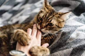 beautiful cute cat playing with woman hand and biting on stylish bed with funny emotions