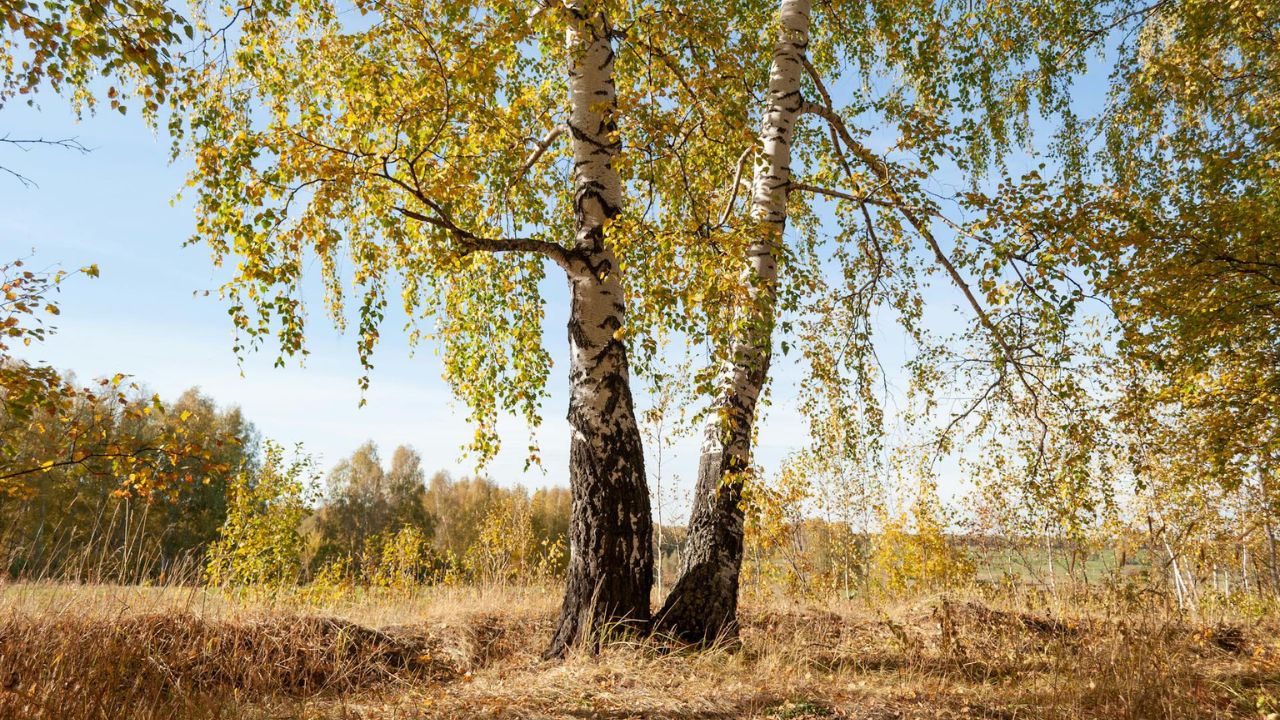 Parashikimi i motit, 1 shkurt 2025